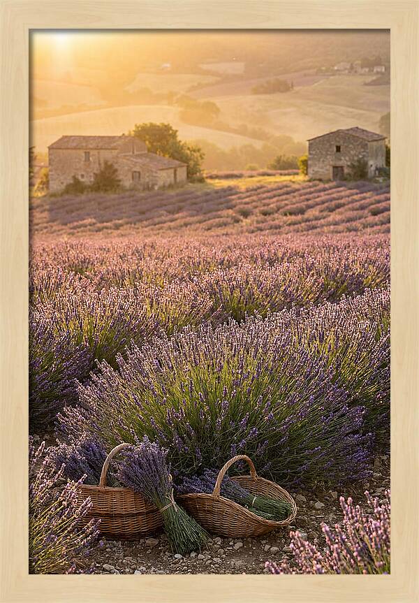Farm Lavender Fields At Sunset