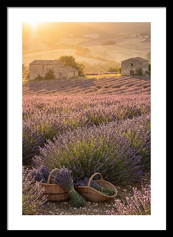 Farm Lavender Fields At Sunset