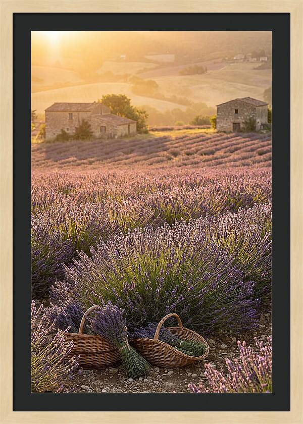 Farm Lavender Fields At Sunset