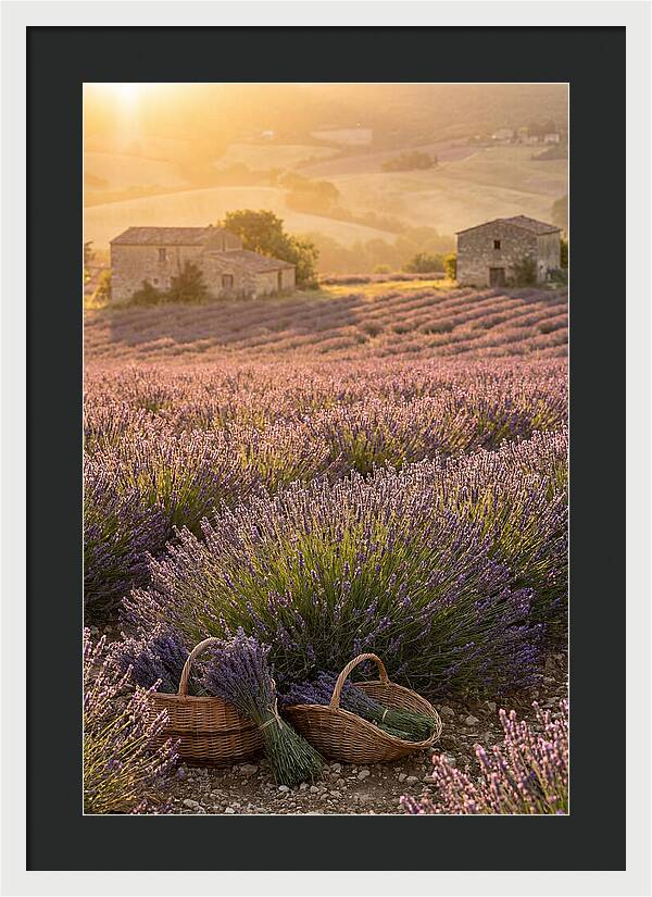 Farm Lavender Fields At Sunset