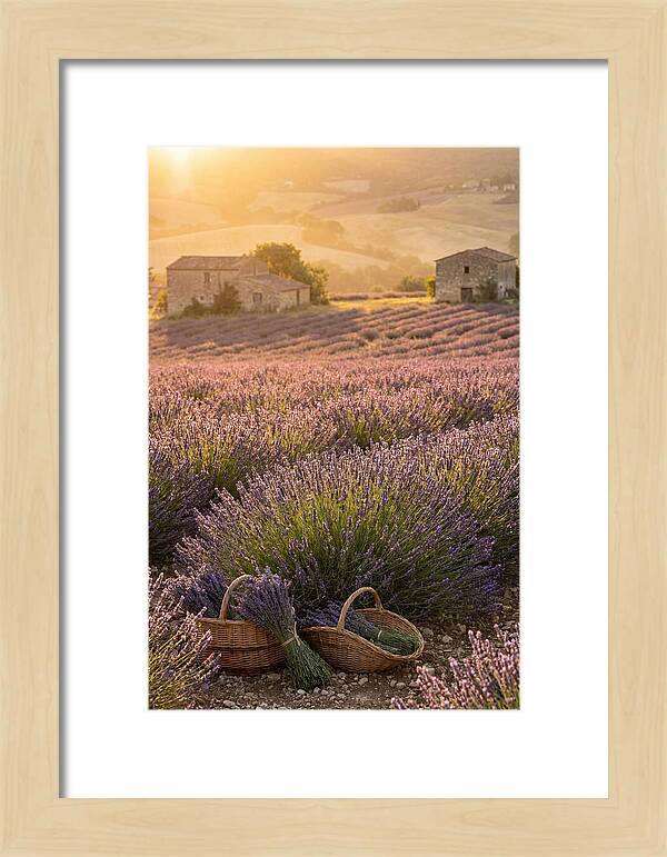 Farm Lavender Fields At Sunset