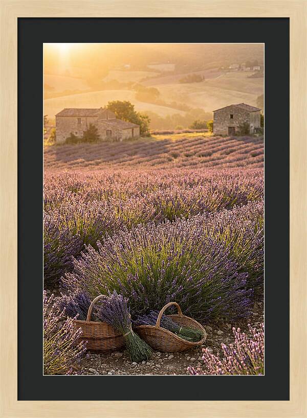 Farm Lavender Fields At Sunset