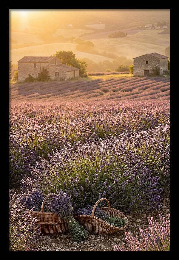 Farm Lavender Fields At Sunset