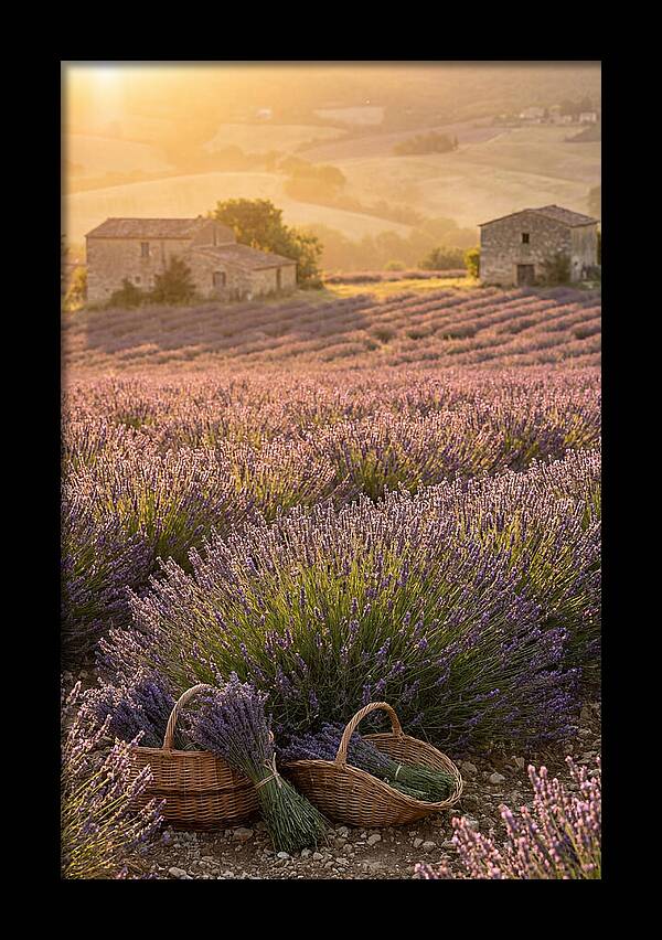 Farm Lavender Fields At Sunset
