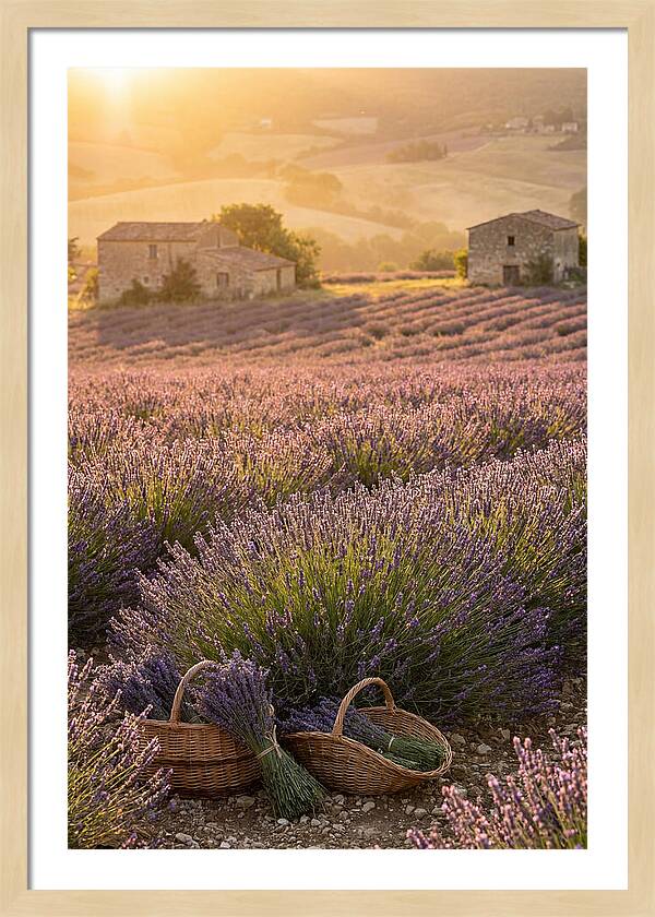 Farm Lavender Fields At Sunset