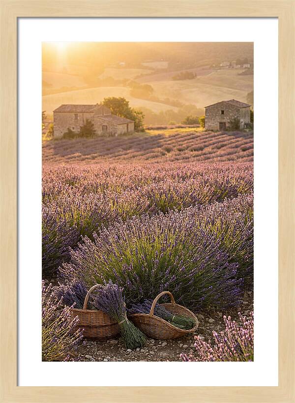 Farm Lavender Fields At Sunset
