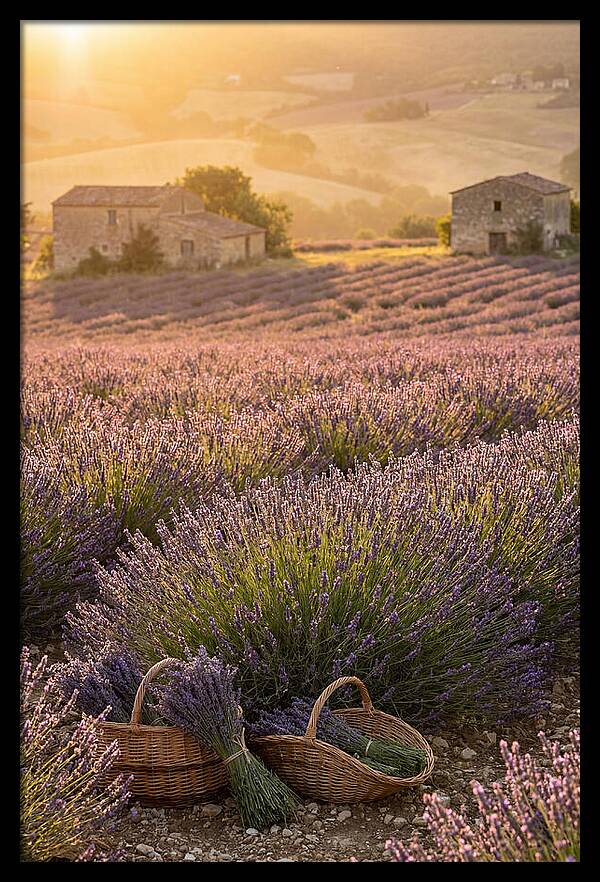 Farm Lavender Fields At Sunset