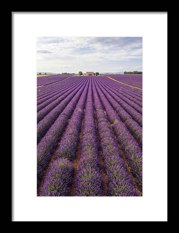 Farm Lavender Fields