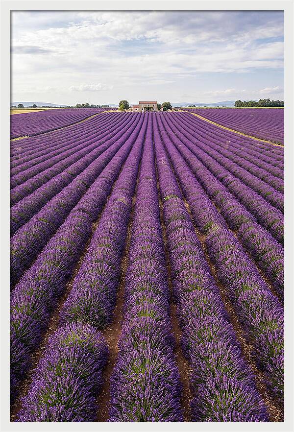 Farm Lavender Fields