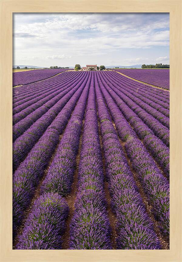 Farm Lavender Fields