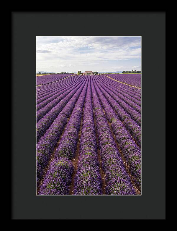 Farm Lavender Fields