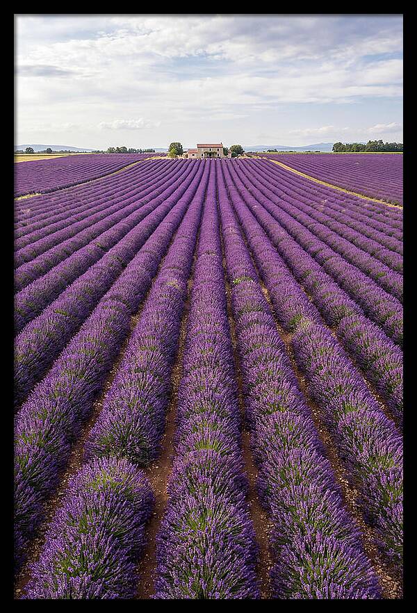 Farm Lavender Fields