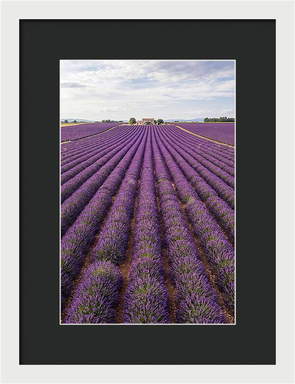 Farm Lavender Fields