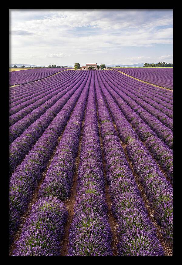 Farm Lavender Fields