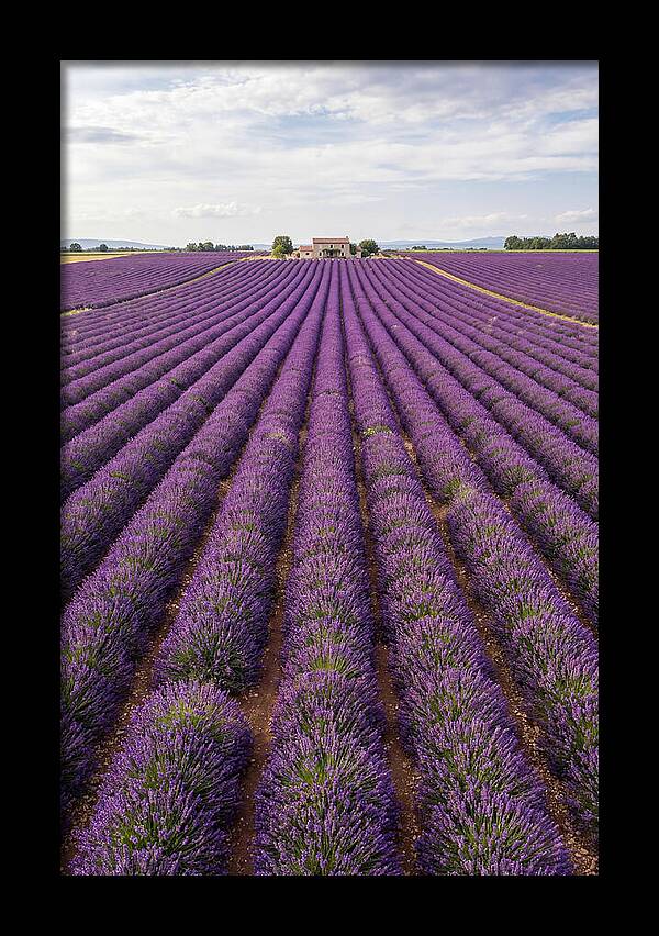 Farm Lavender Fields