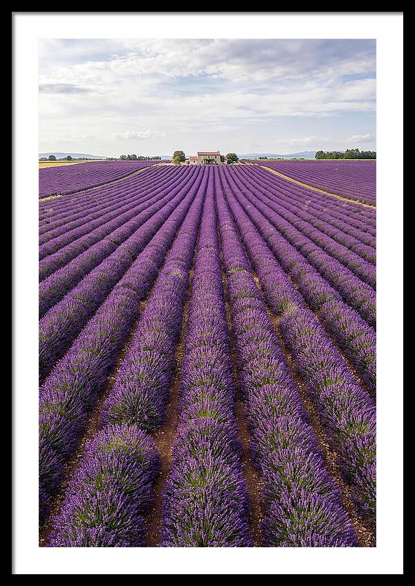 Farm Lavender Fields