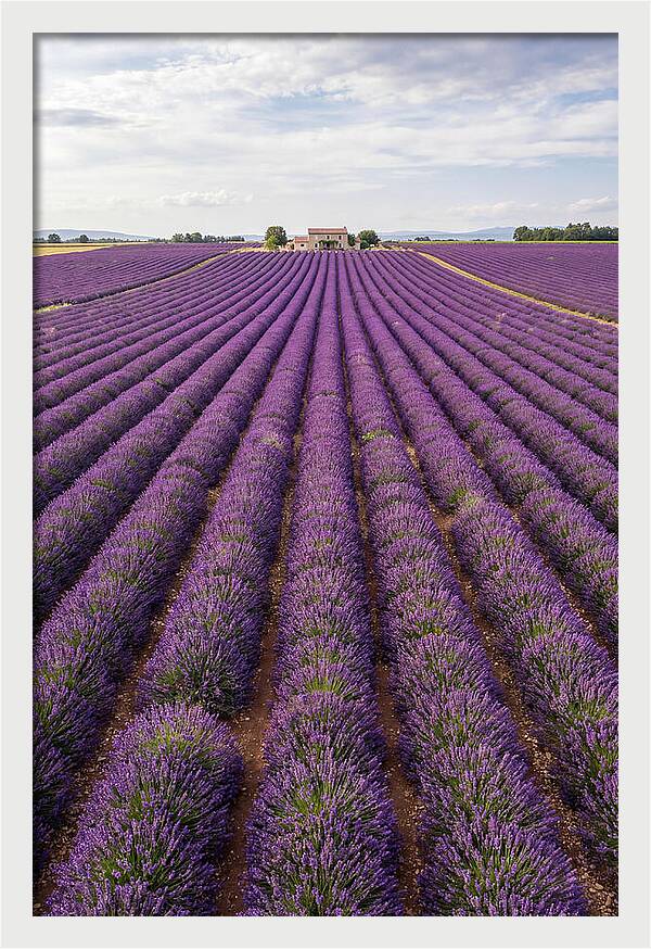 Farm Lavender Fields