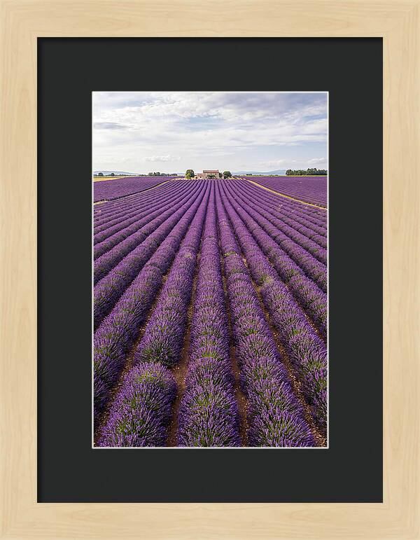 Farm Lavender Fields