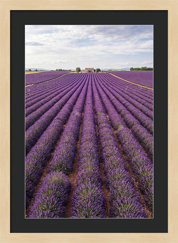 Farm Lavender Fields