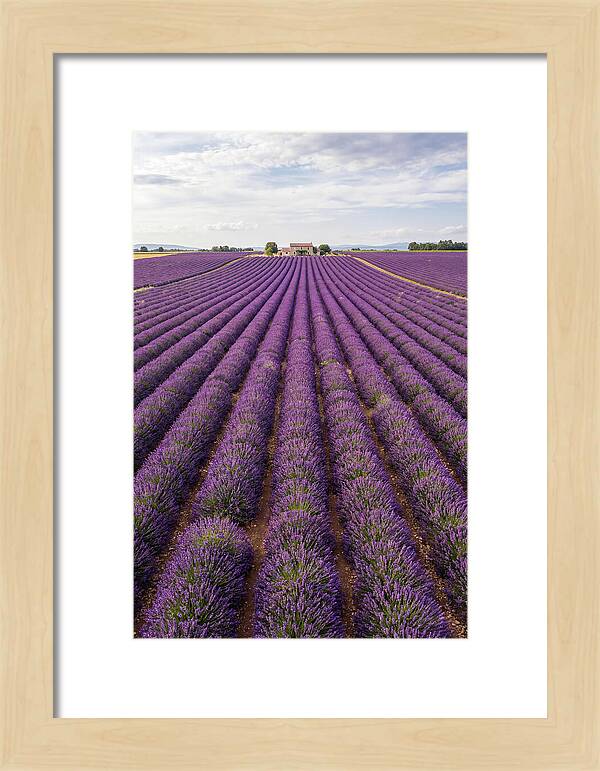 Farm Lavender Fields
