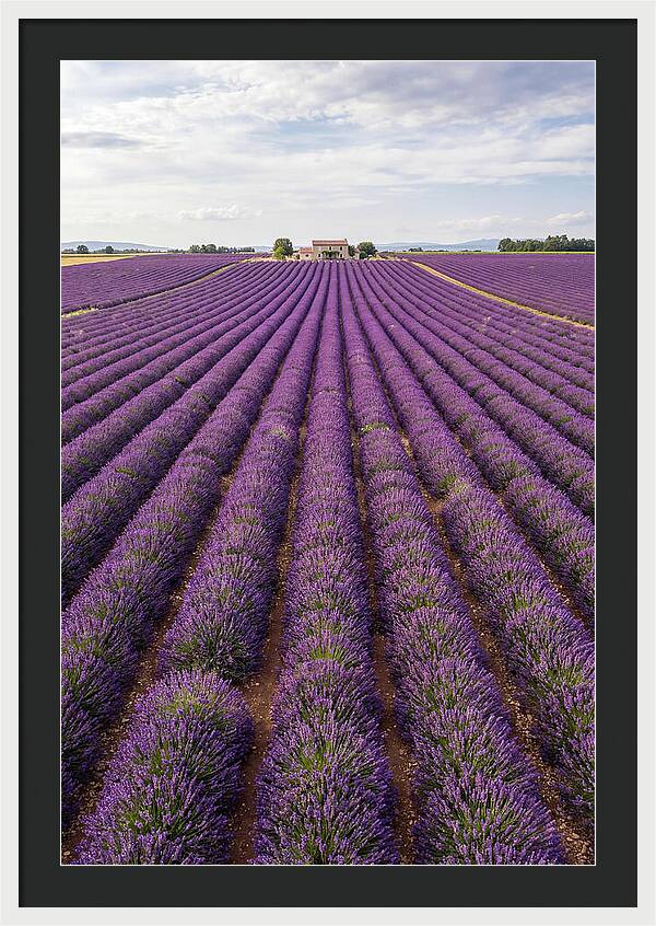Farm Lavender Fields
