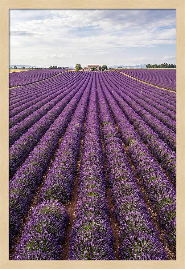 Farm Lavender Fields