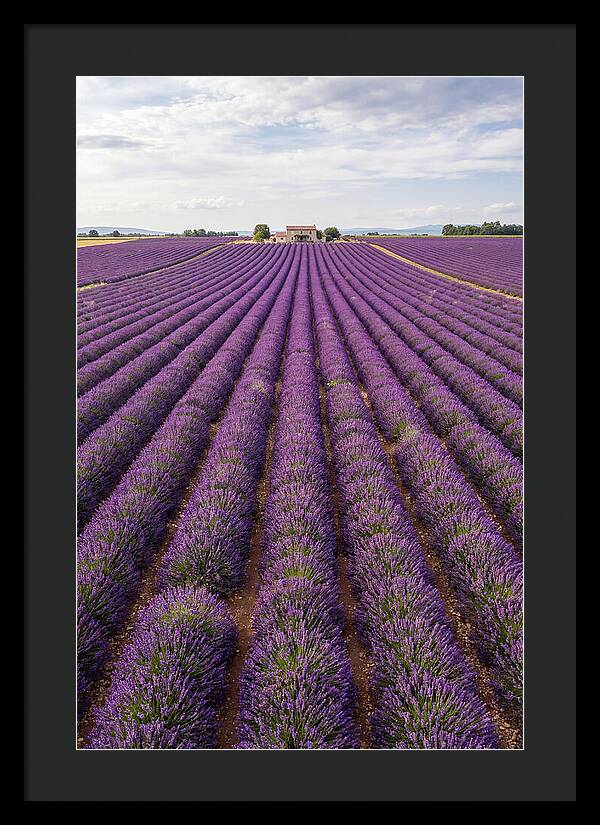 Farm Lavender Fields