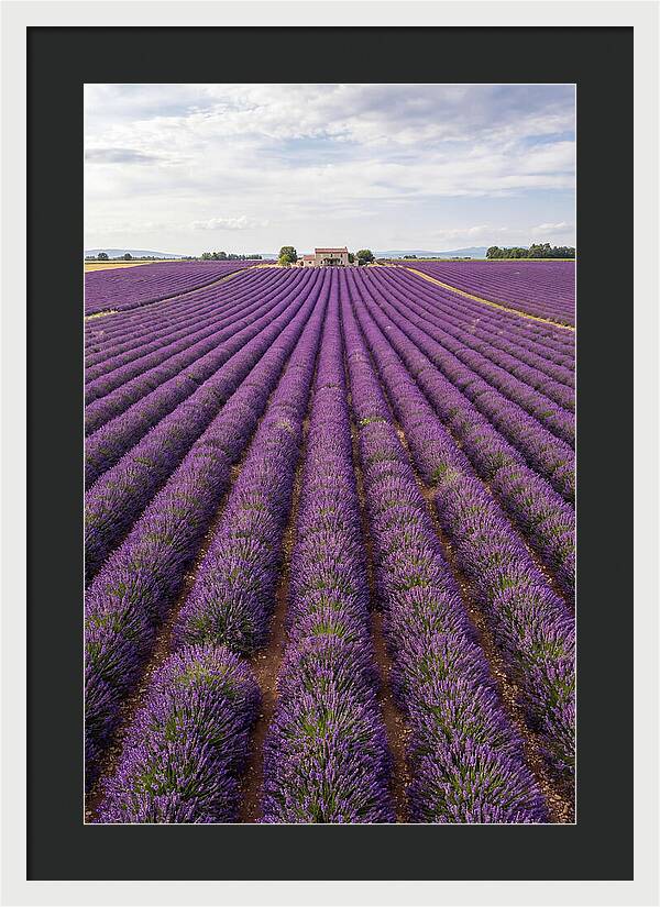Farm Lavender Fields
