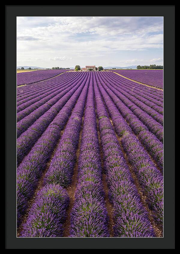 Farm Lavender Fields