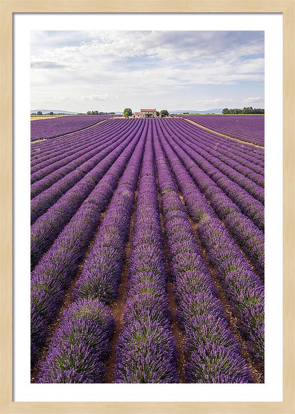 Farm Lavender Fields
