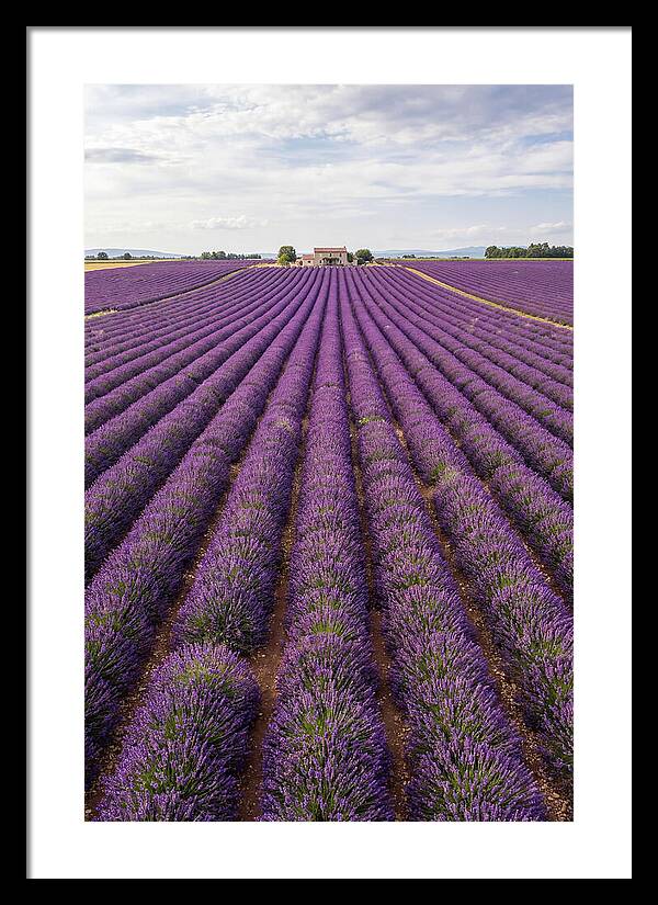 Farm Lavender Fields