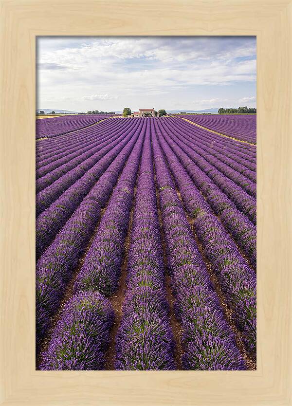 Farm Lavender Fields