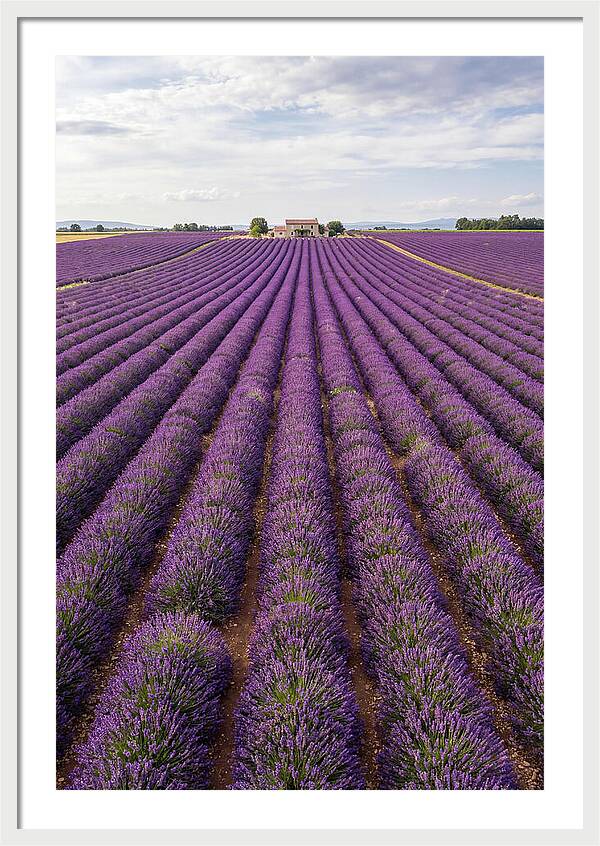 Farm Lavender Fields