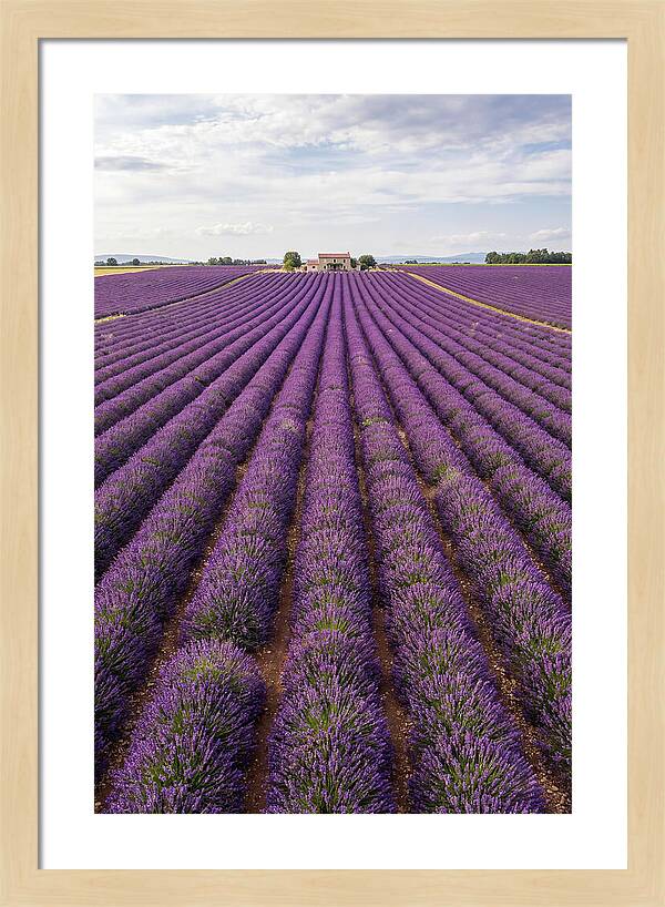 Farm Lavender Fields