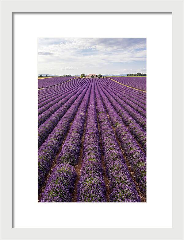 Farm Lavender Fields