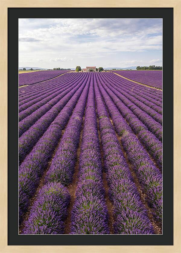 Farm Lavender Fields