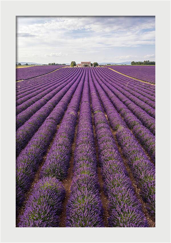 Farm Lavender Fields