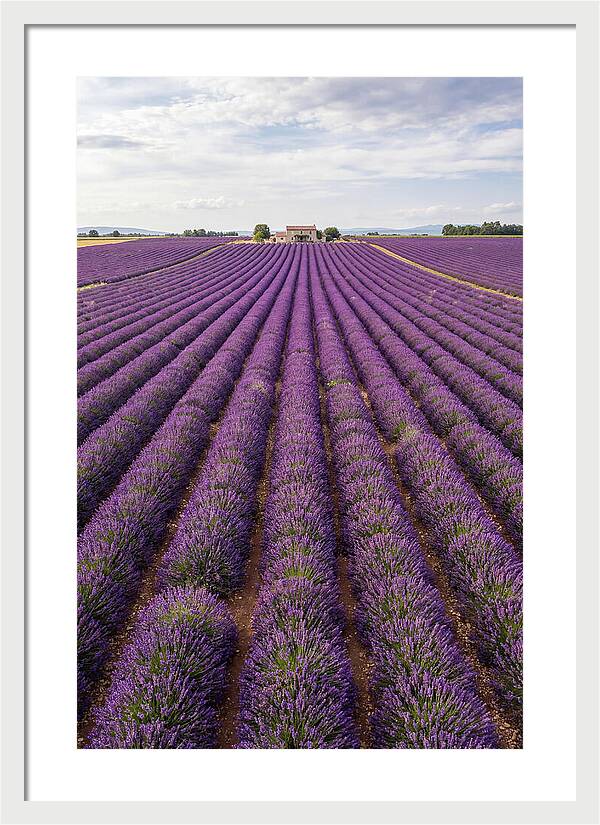 Farm Lavender Fields
