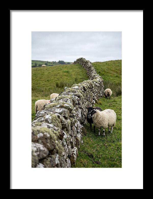 Farm Life Among Stone Walls
