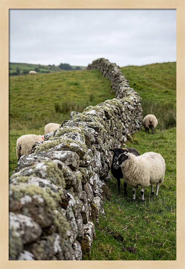 Farm Life Among Stone Walls