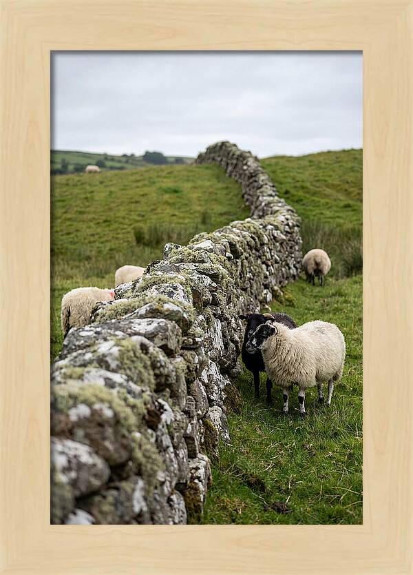 Farm Life Among Stone Walls