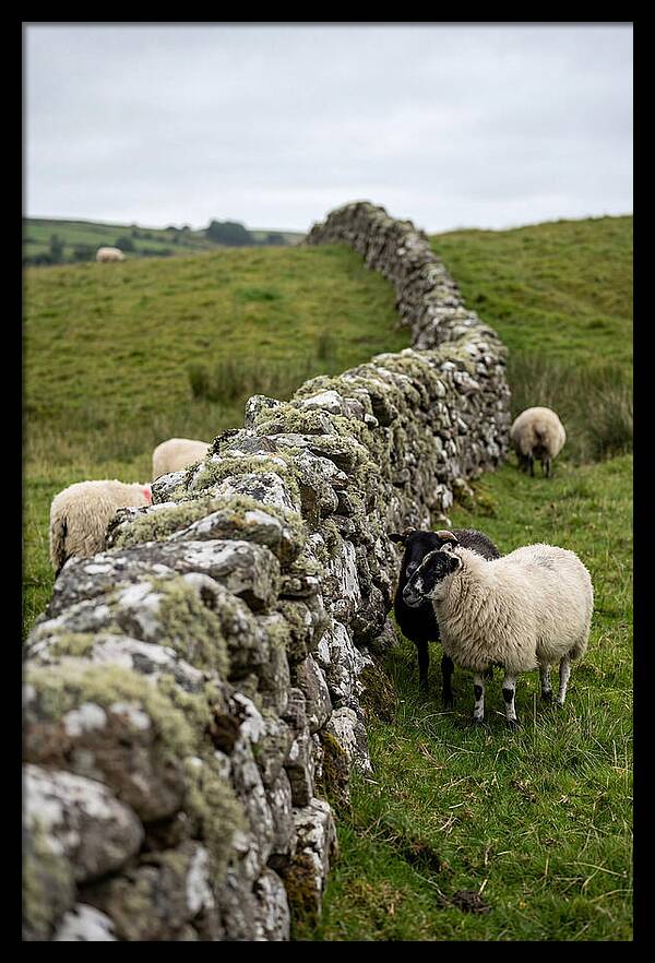 Farm Life Among Stone Walls