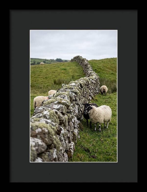 Farm Life Among Stone Walls