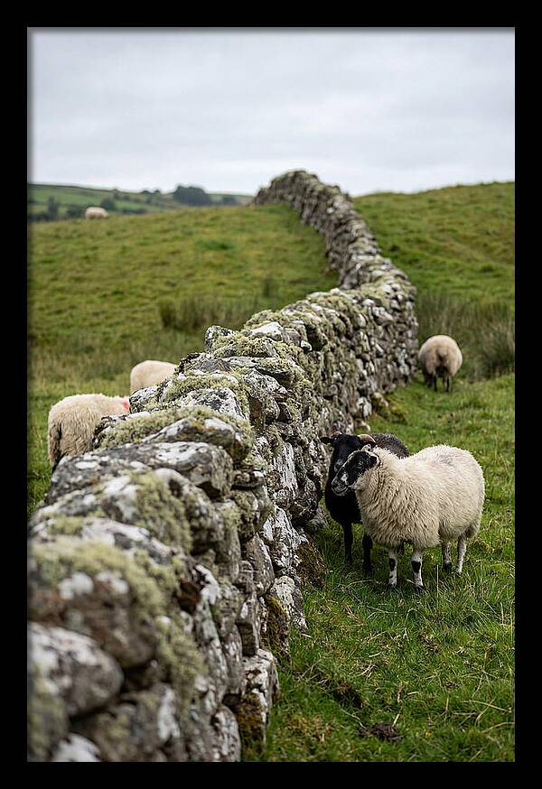 Farm Life Among Stone Walls