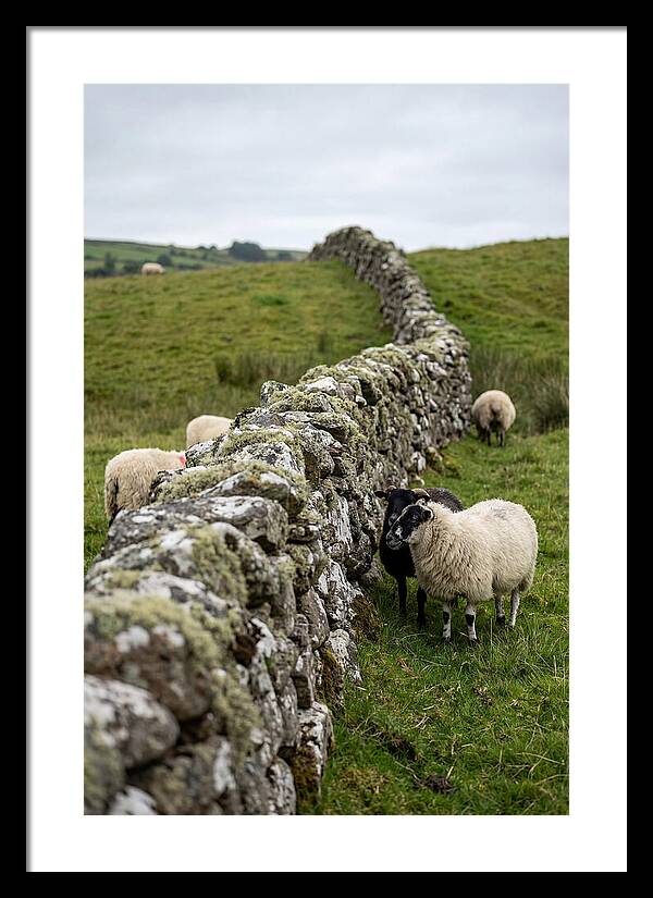 Farm Life Among Stone Walls