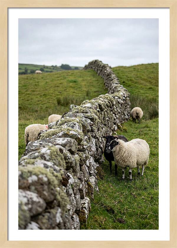 Farm Life Among Stone Walls
