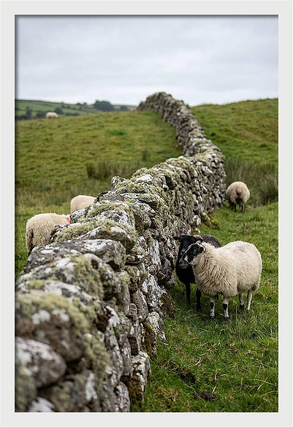Farm Life Among Stone Walls