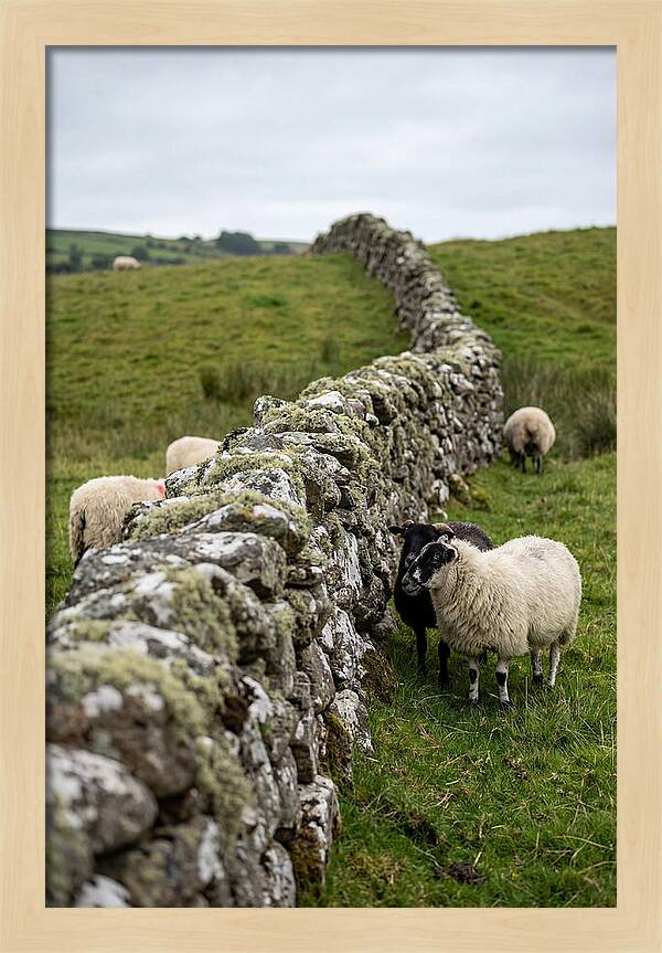 Farm Life Among Stone Walls