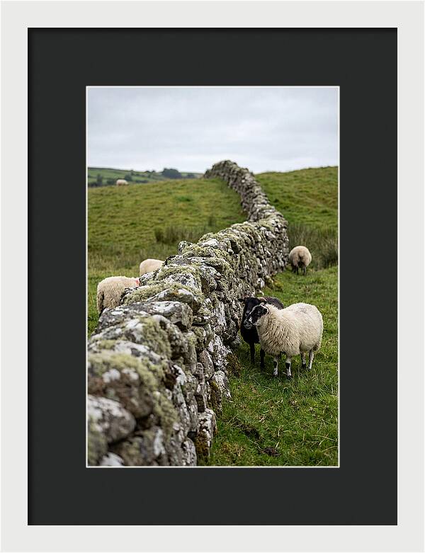Farm Life Among Stone Walls