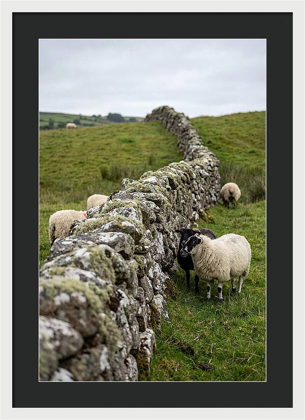 Farm Life Among Stone Walls